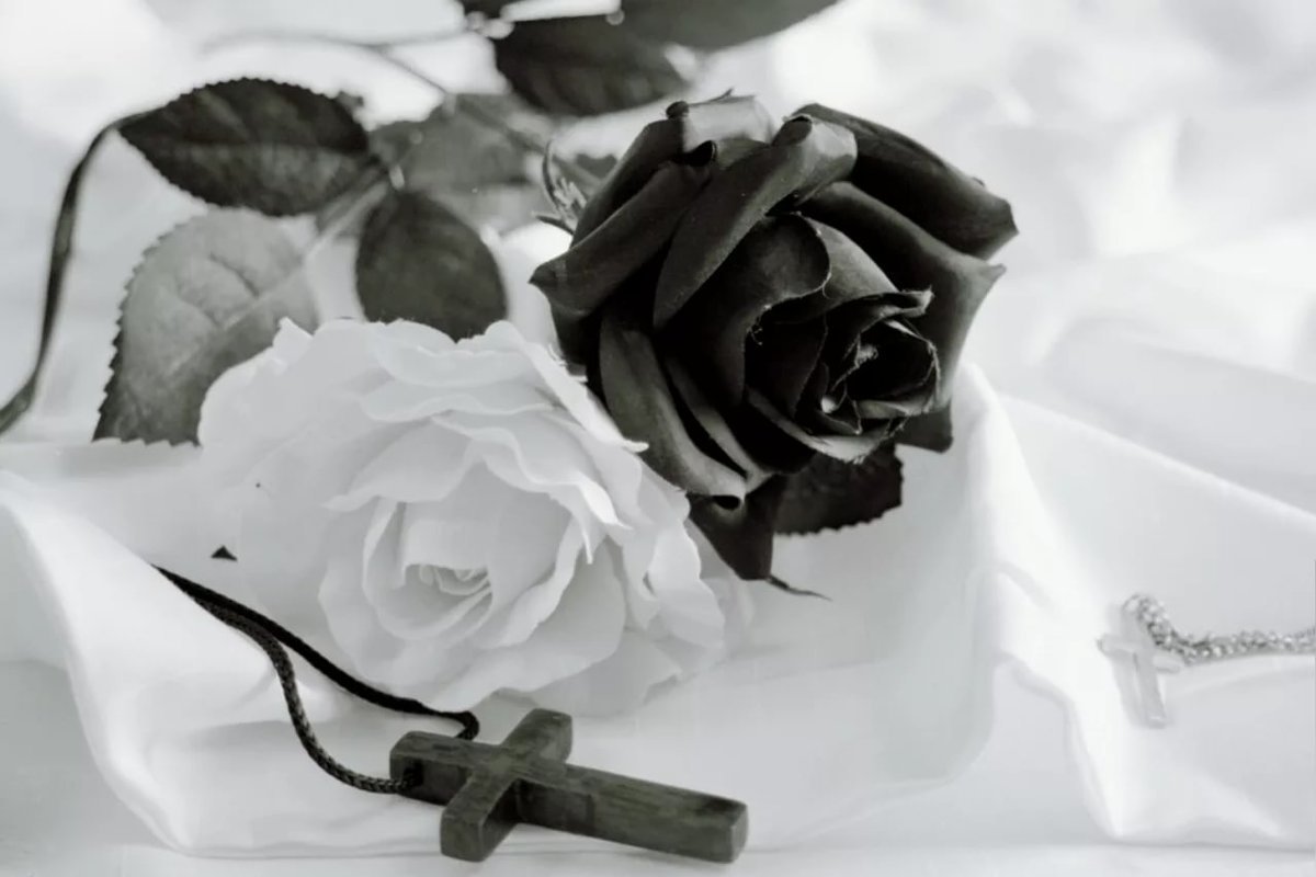 Катарина Кляйн розы