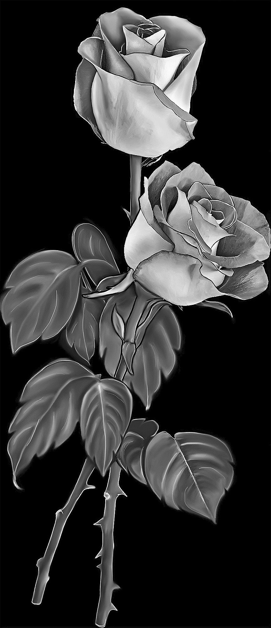 Букет роз на сером фоне