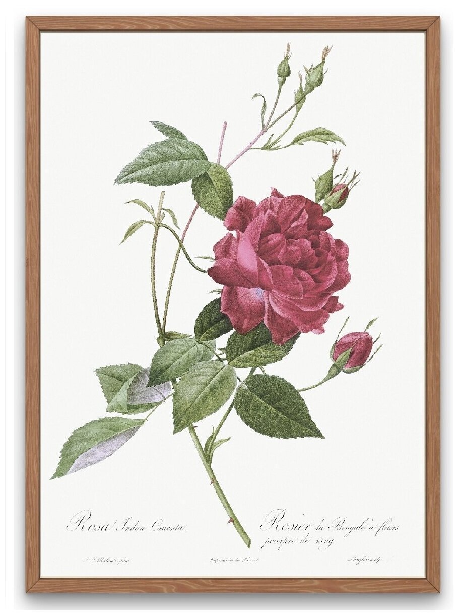 Роза на черном фоне