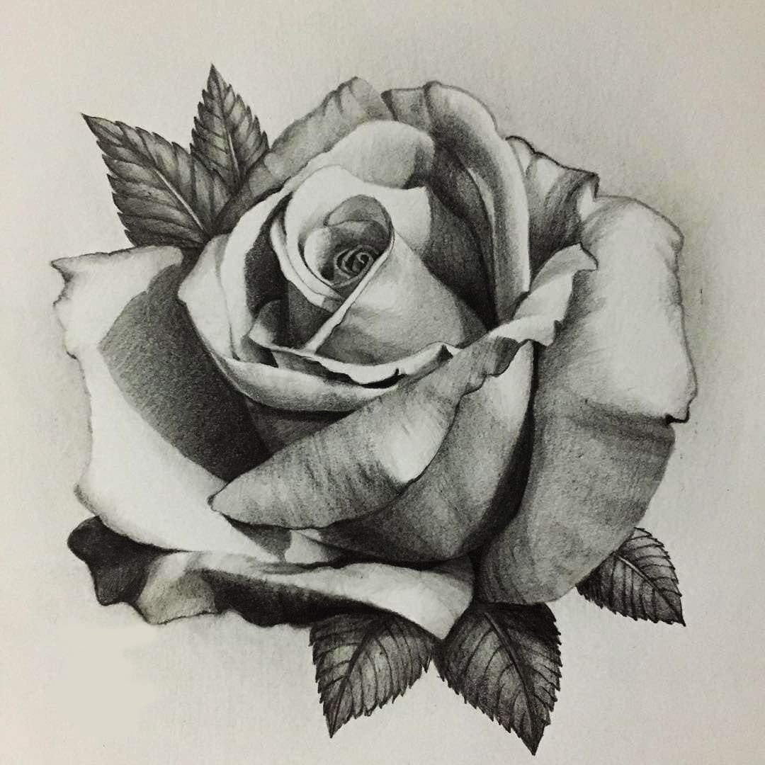 Черные розы Эстетика