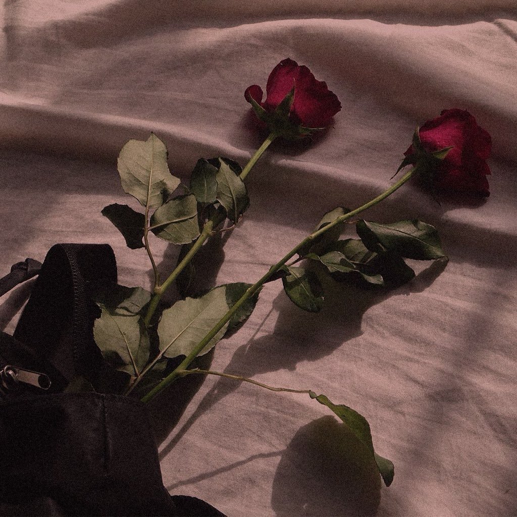 Черные и белые розы