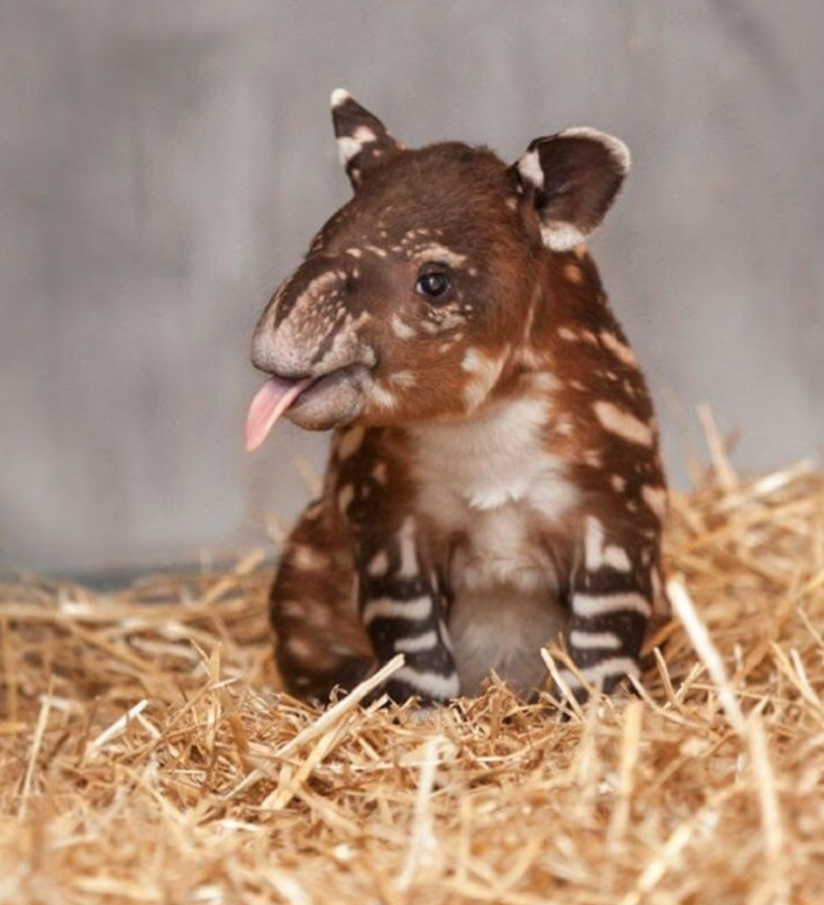 Детеныш тапира