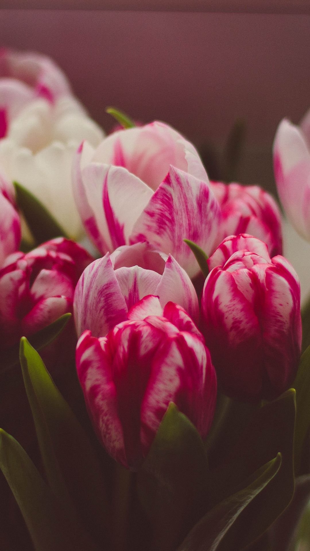 Тюльпаны в виде сердца