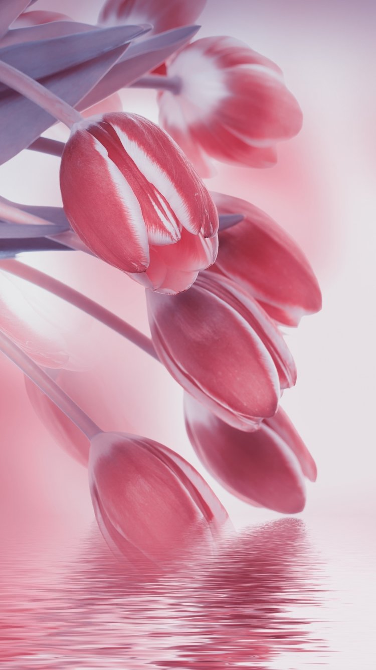 Фарида тюльпаны