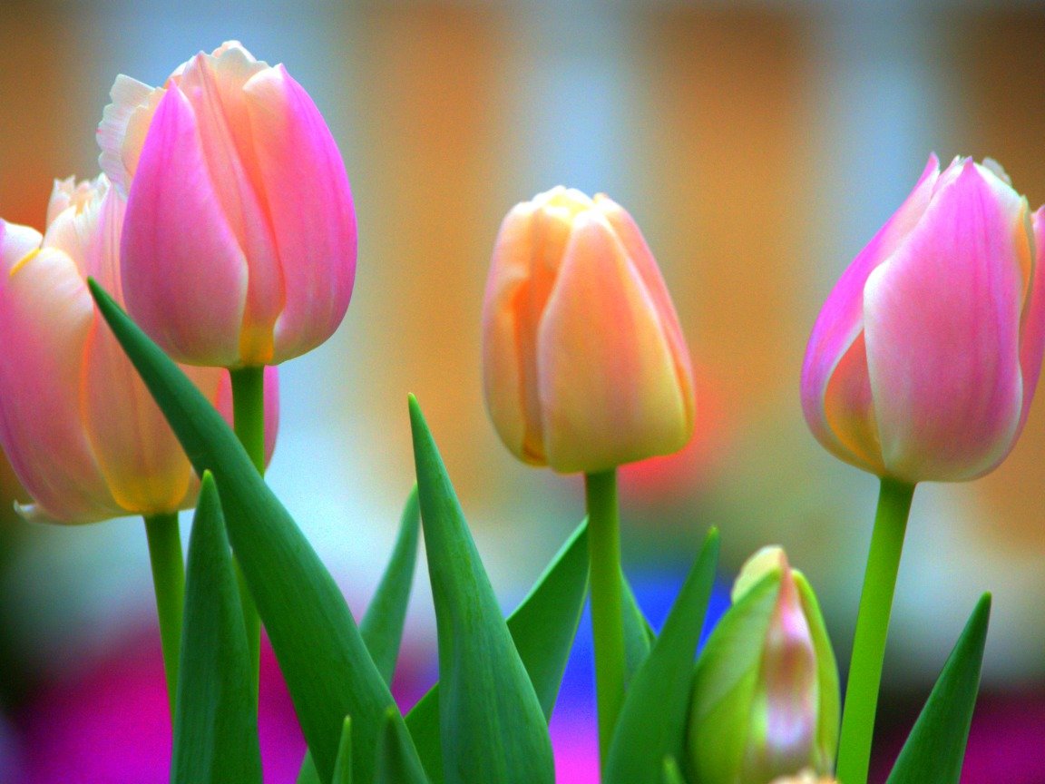 Нежно сиреневые тюльпаны