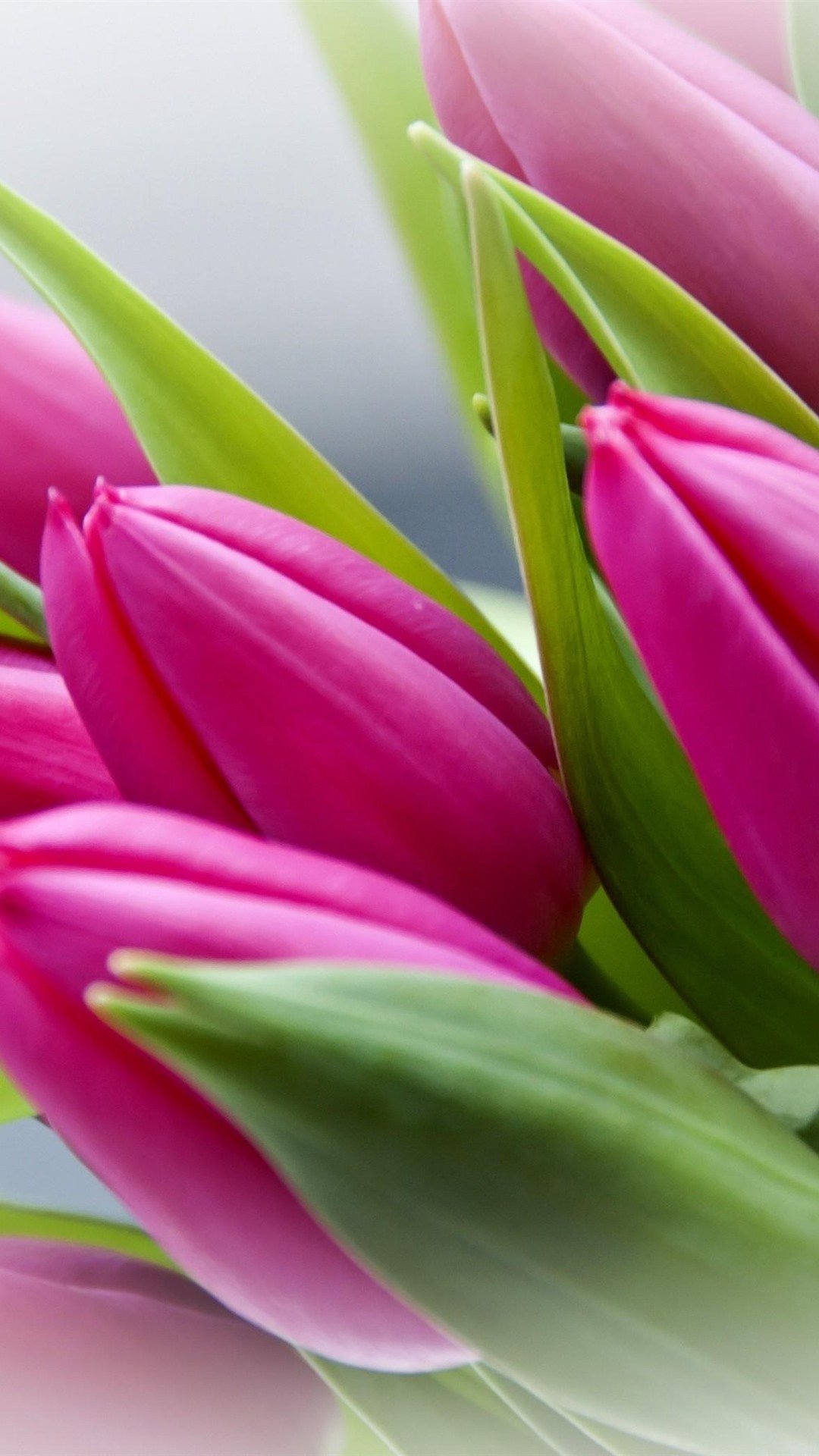 Тюльпан Cassandra