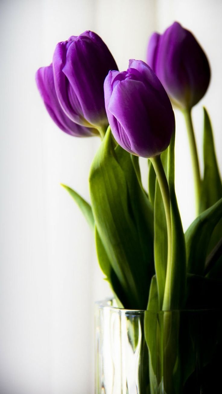 Тюльпаны Вертикаль