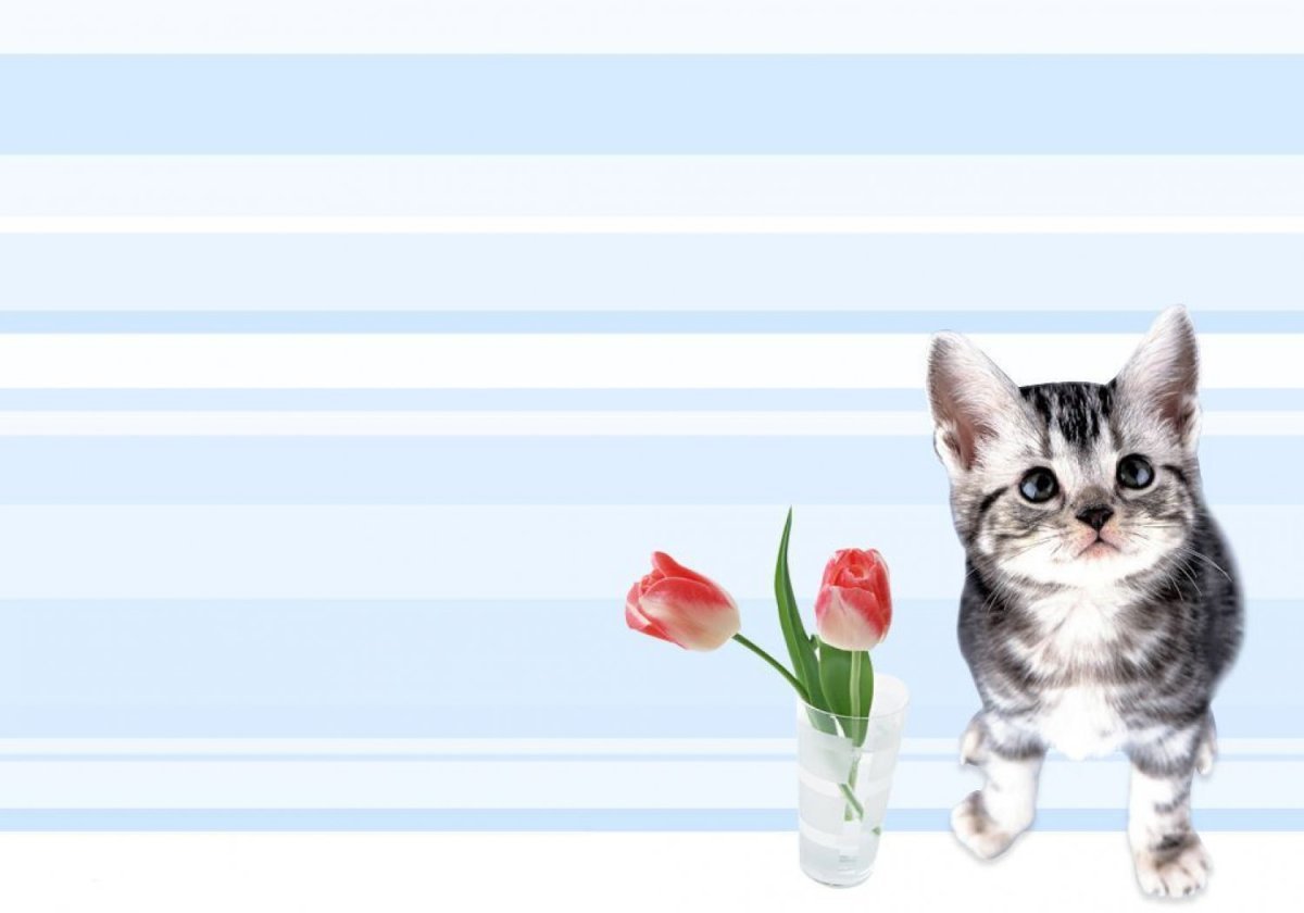 Фон для открытки с котиками