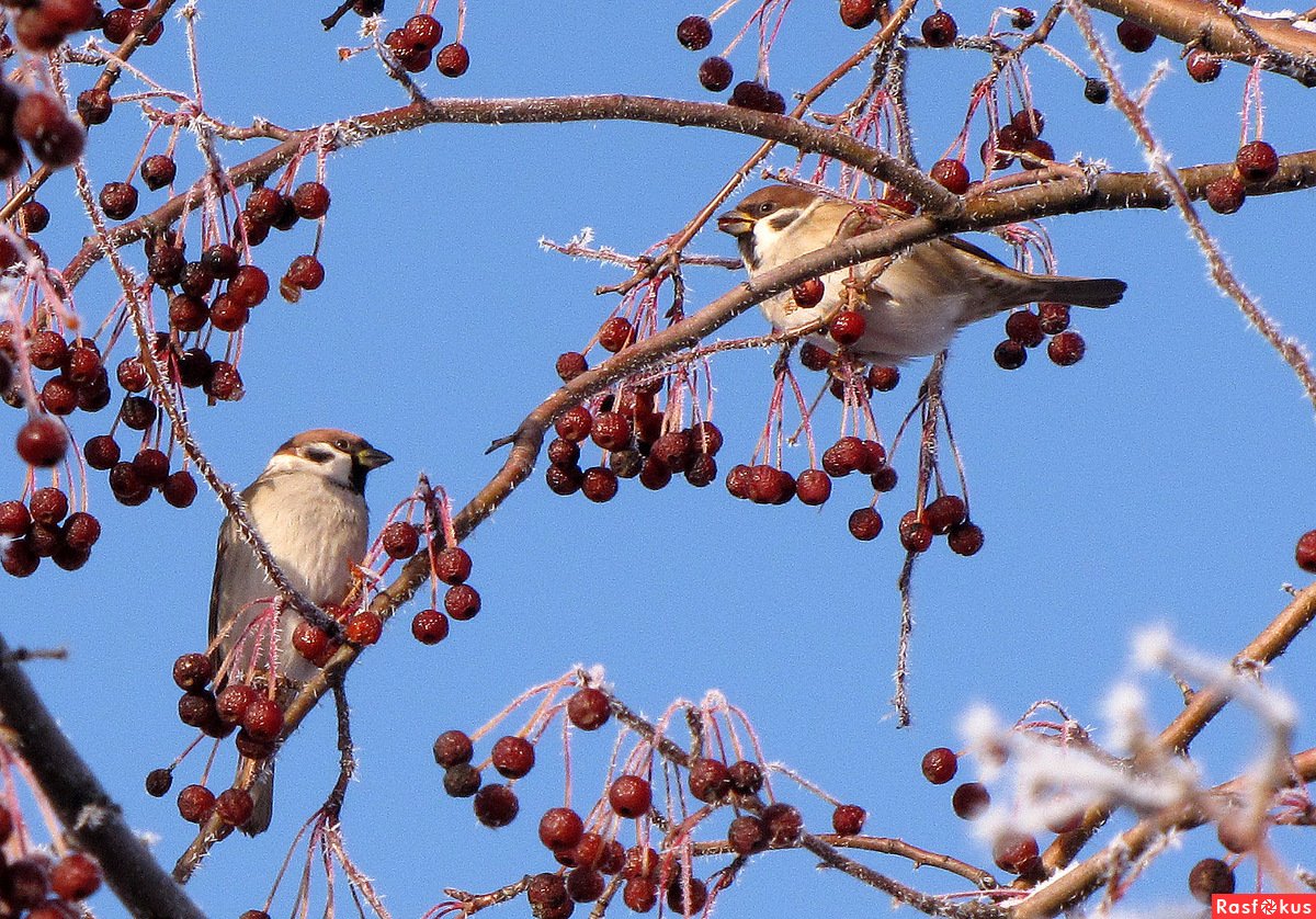 Птичья столовая