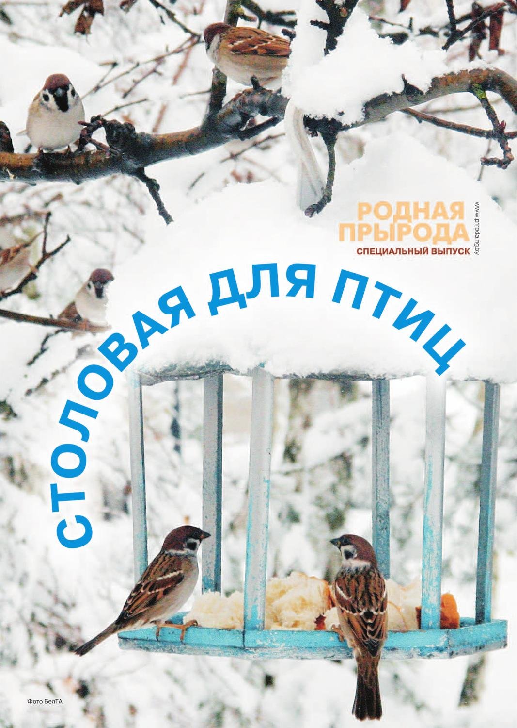 Столовая для птиц