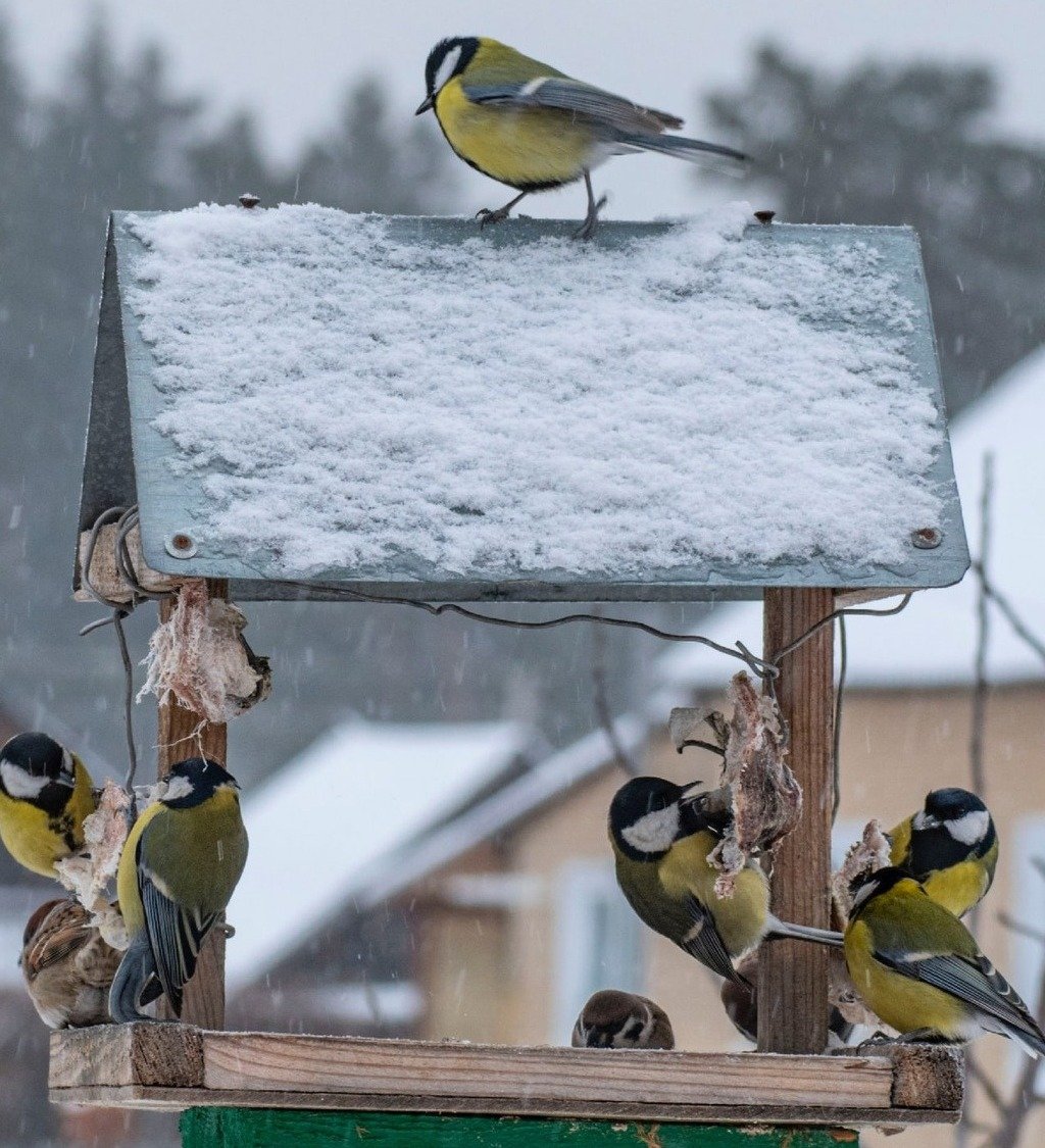 Фотоконкурс Птичья столовая