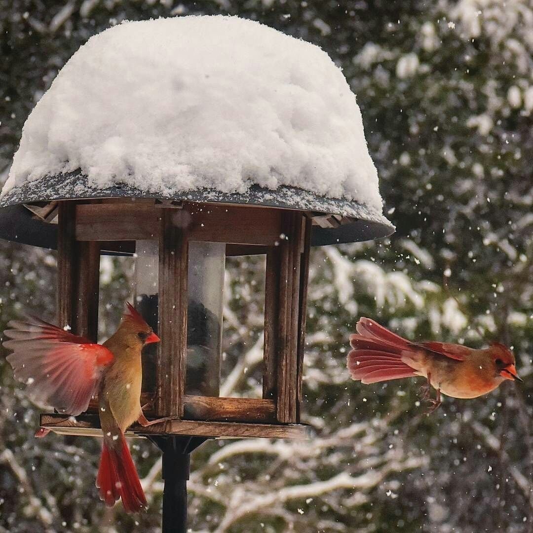 Кормушка зима