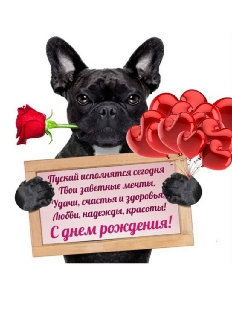 С днём рождения французский бульдог