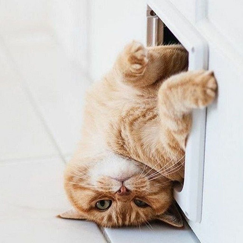 Завтрак с котиками