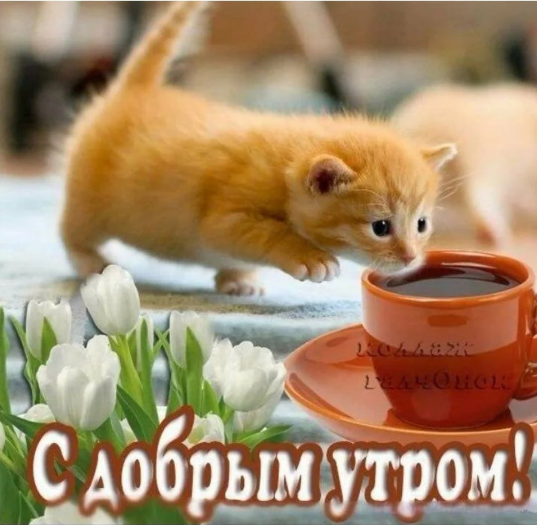 Позитивные коты