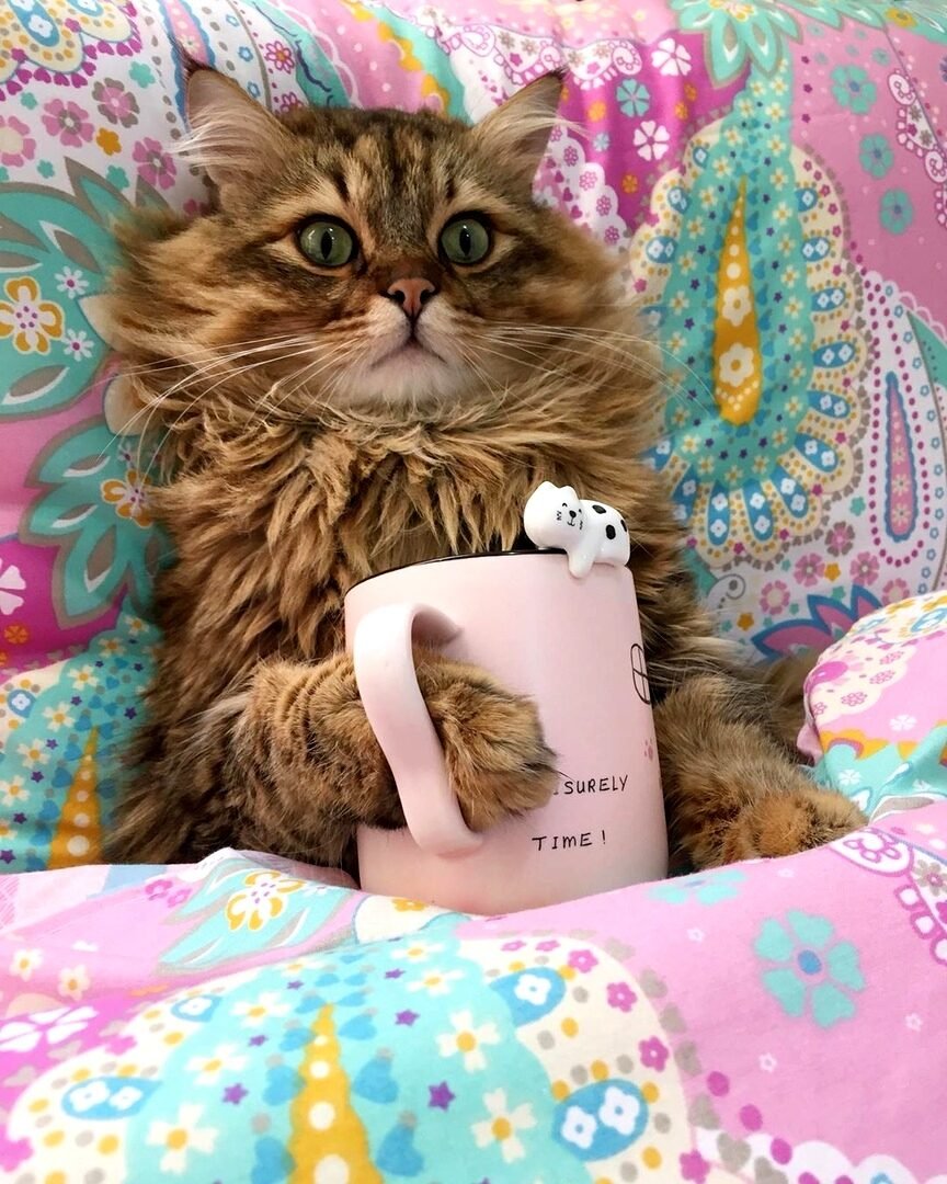 Позитивные котики