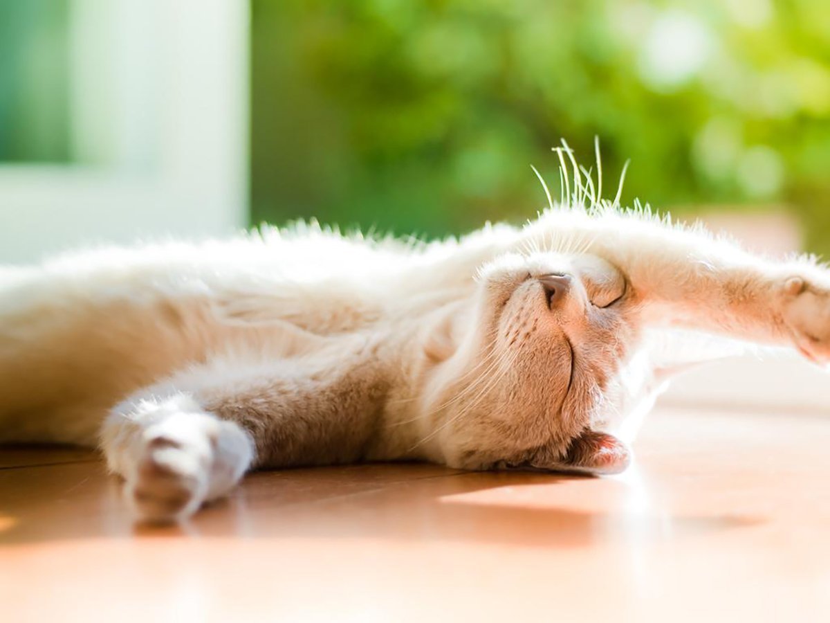 Котенок подтягивается