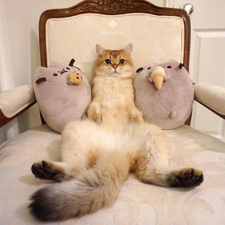 Смешные утренние котики