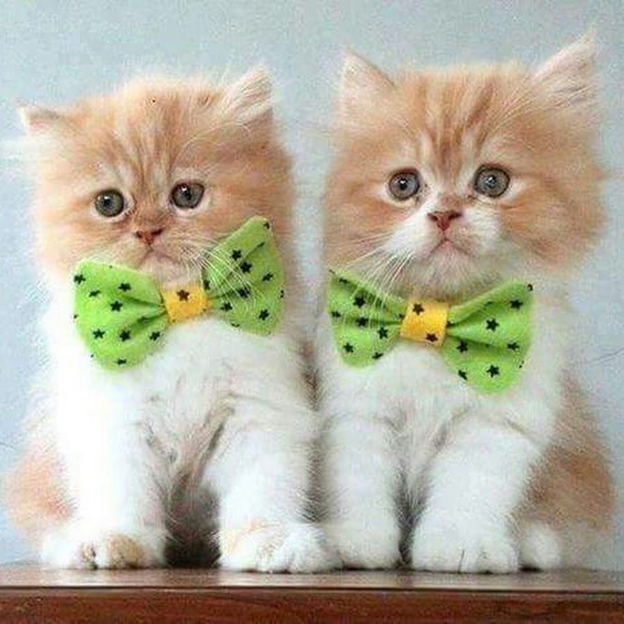 Хорошего дня котик