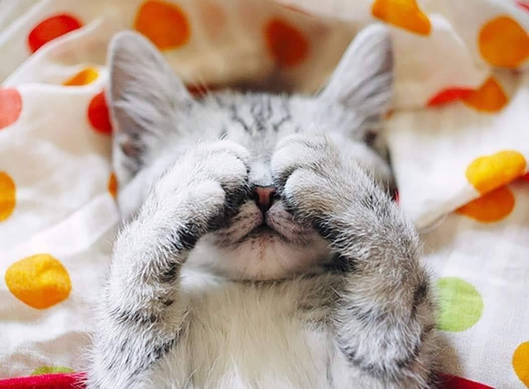 Открытки с добрым утром понедельника с котятами