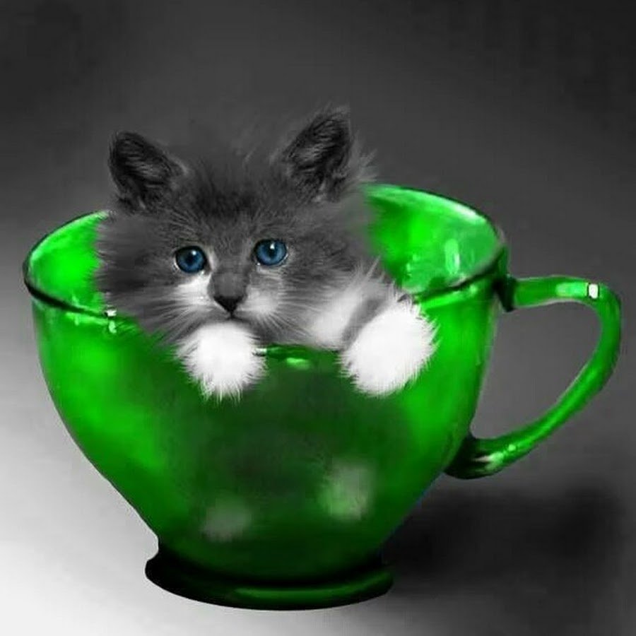 Утренний котик