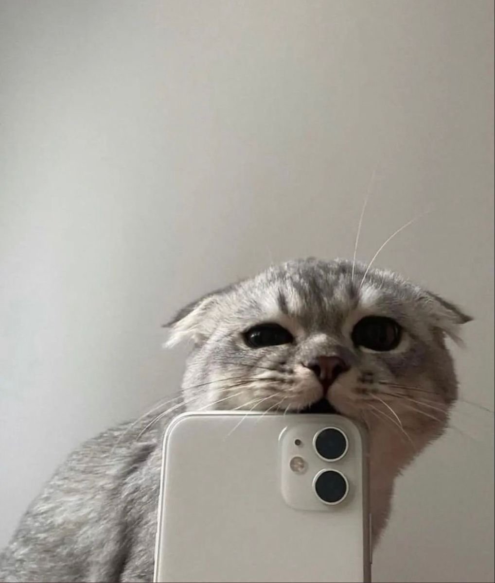 Кошка фоткается с айфоном