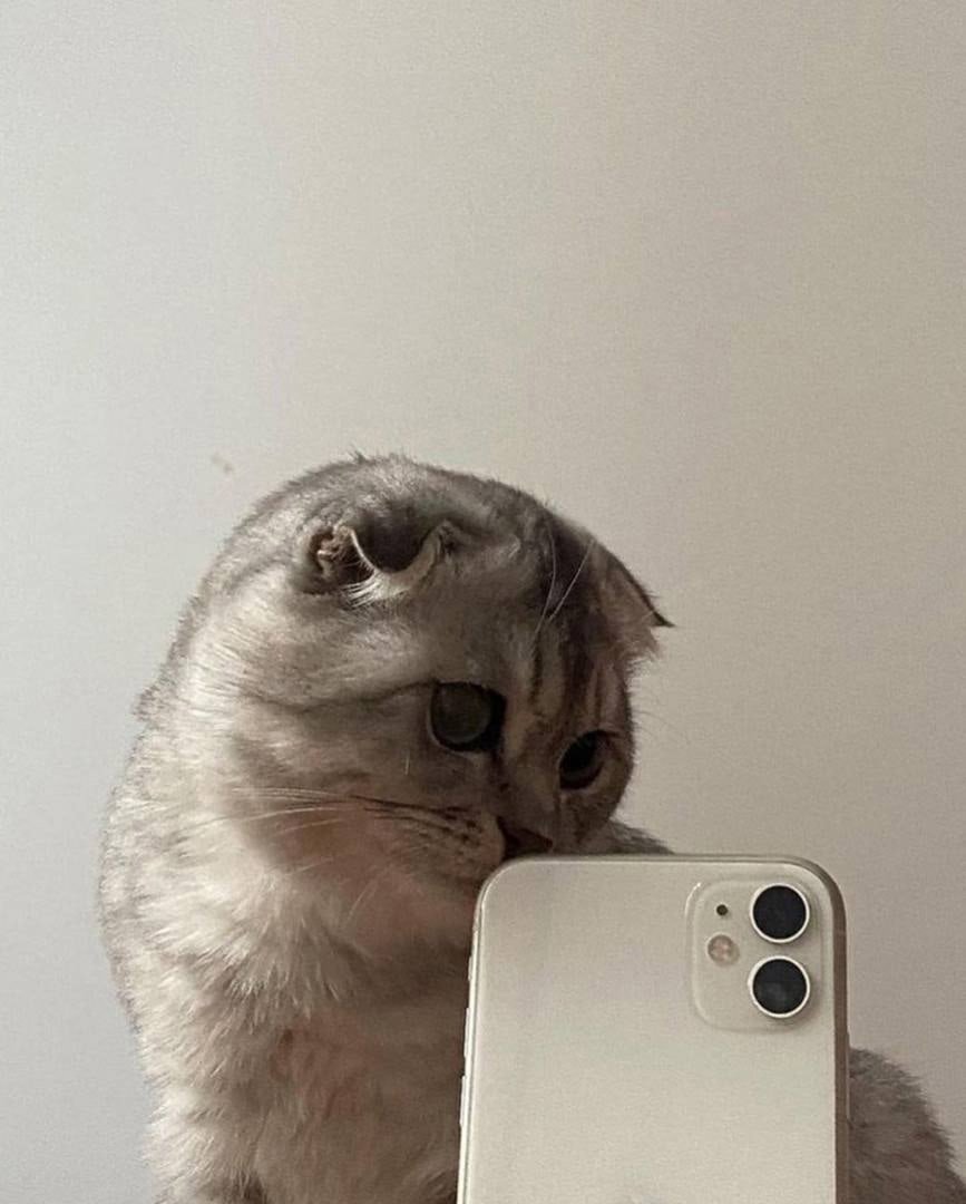 Профили с кошка с айфоном