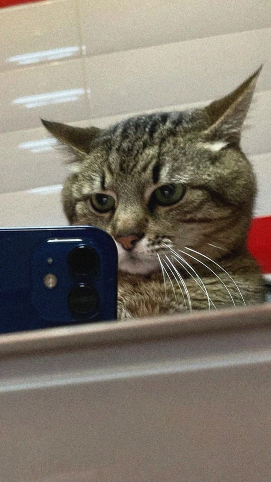 Котик с айфоном