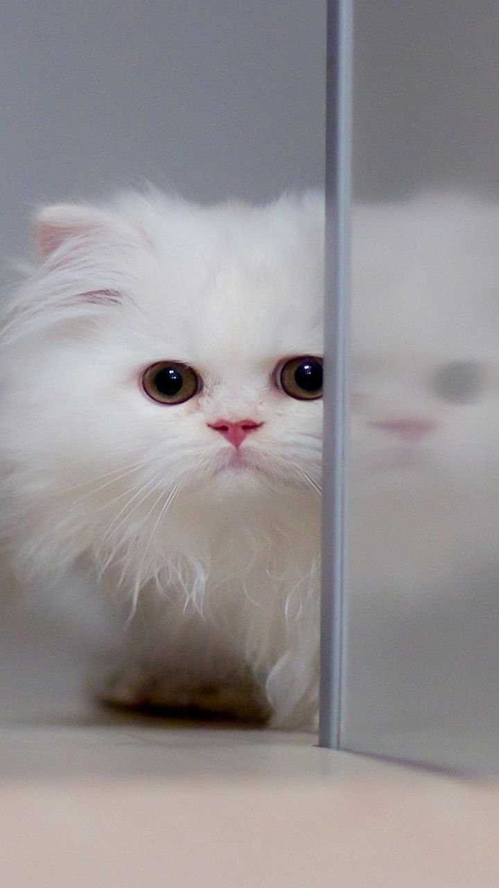 Кот агент в очках