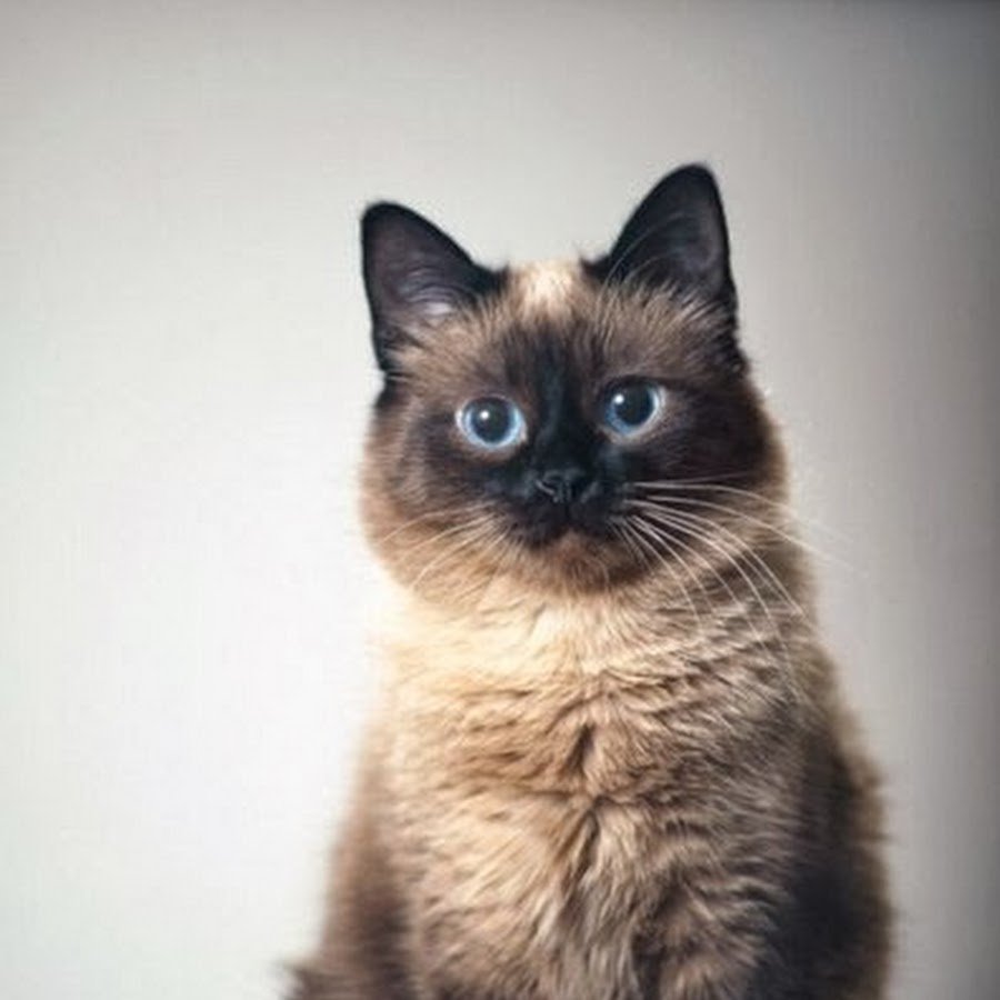 Милый котенок пикчи