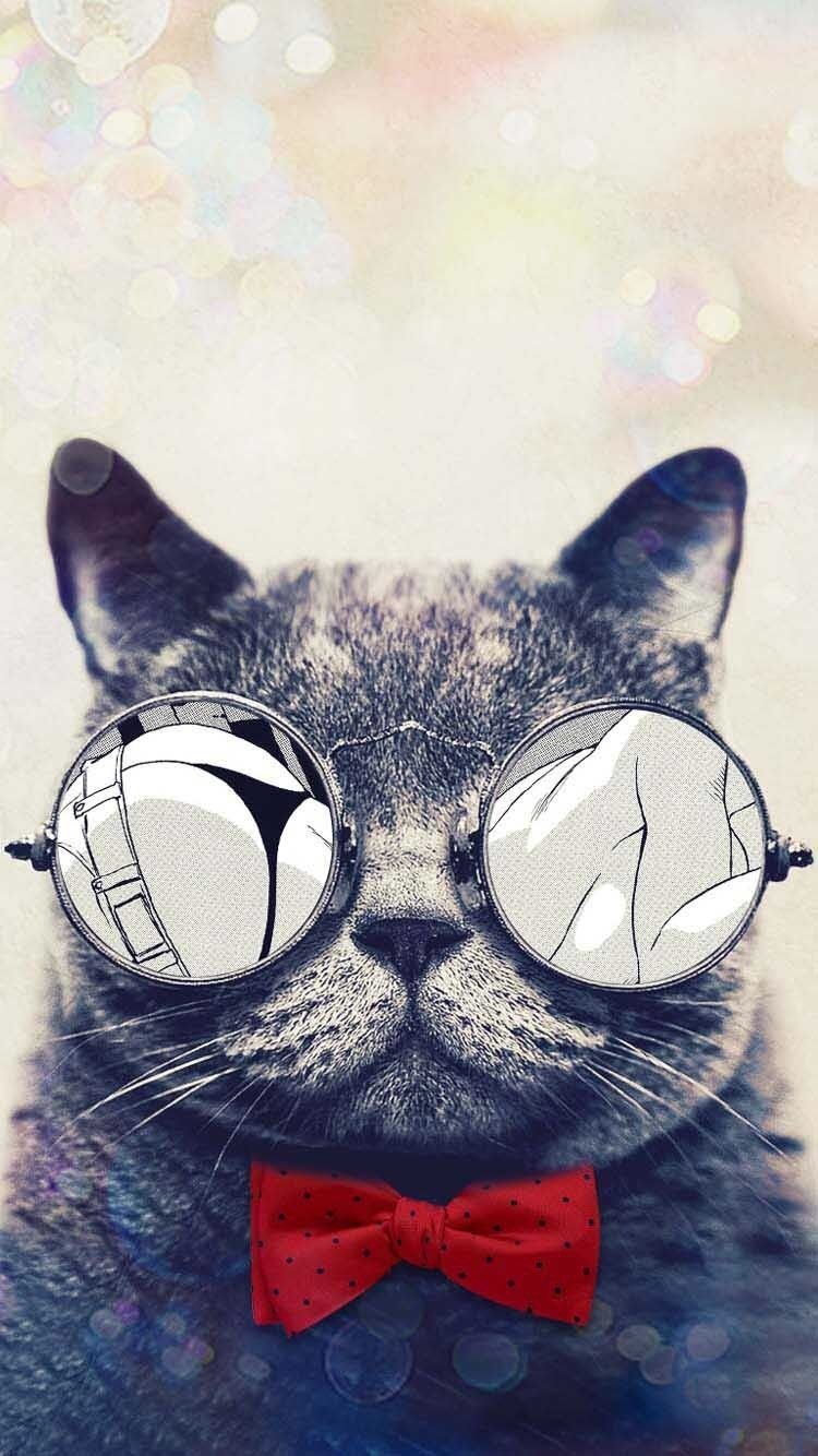 Селфи кота с айфоном