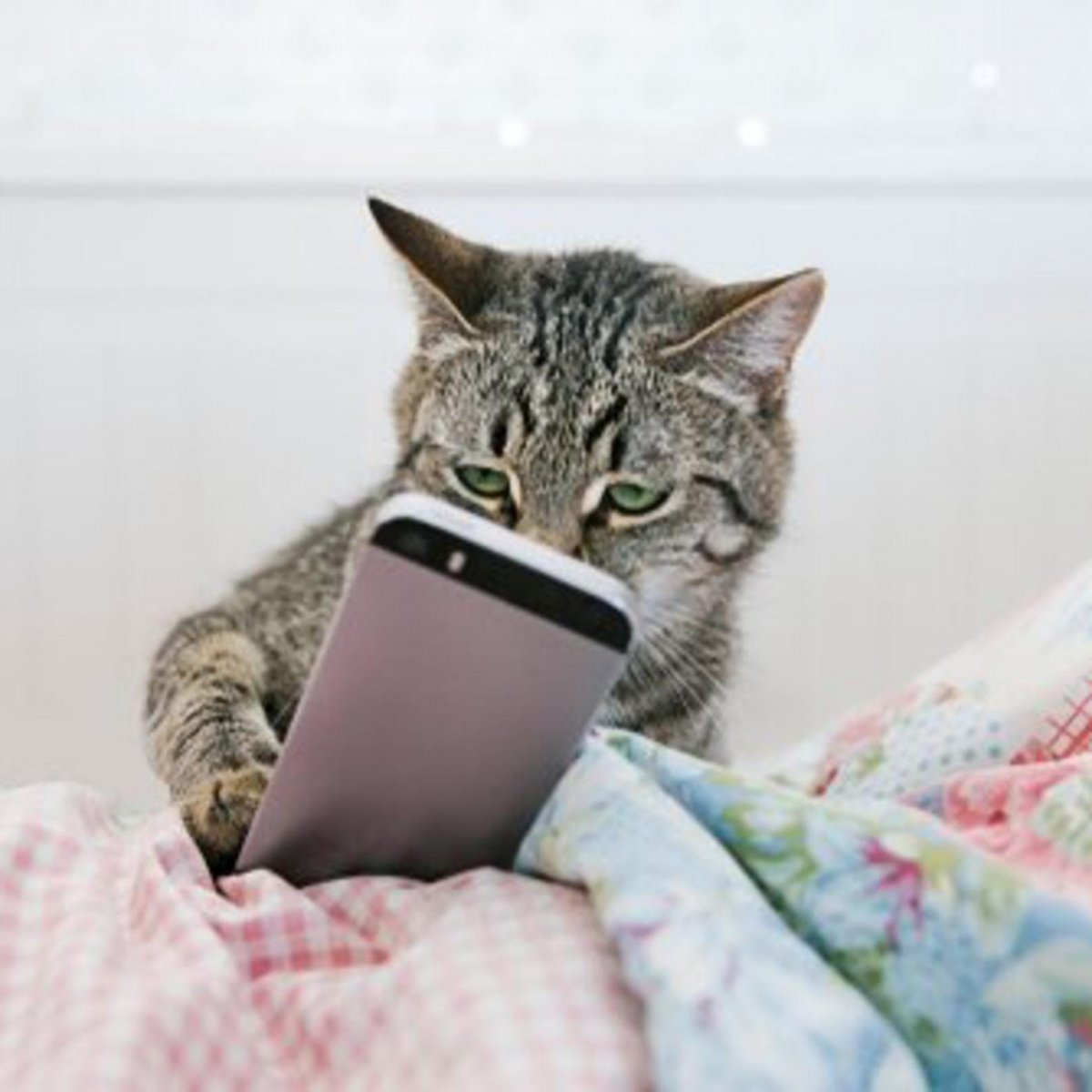 Чехлы на телефон с животными