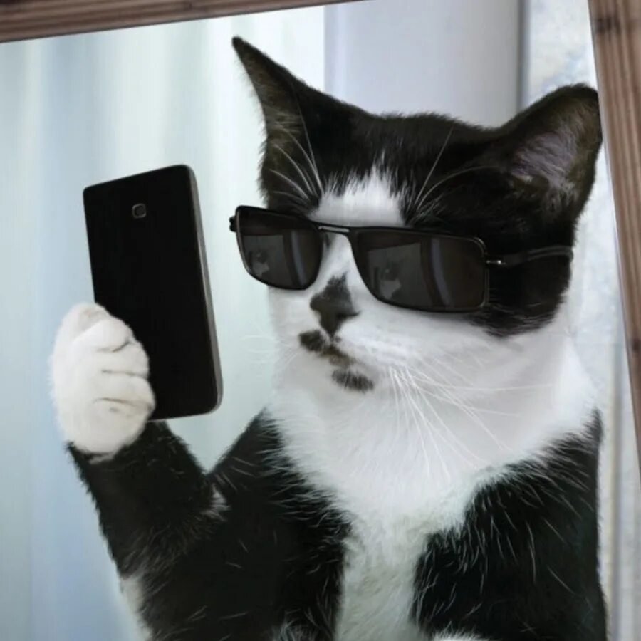 Кот в очках