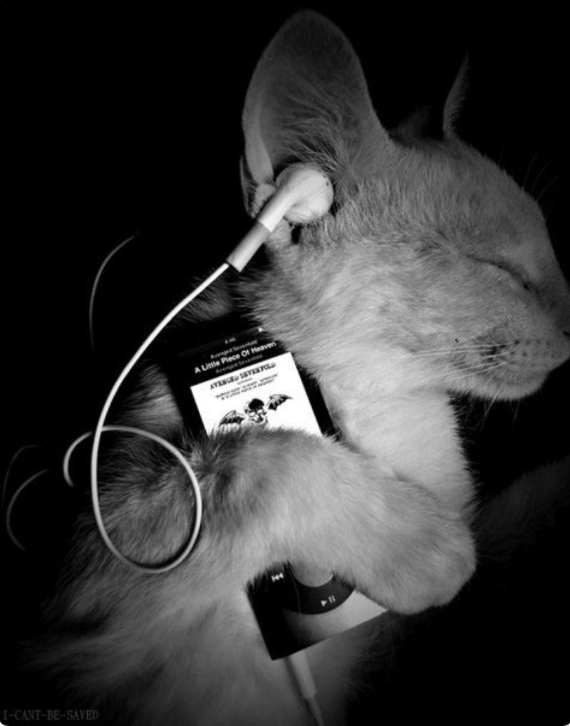 Милые котики на аву