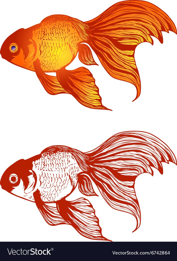 Золотая рыбка в профиль