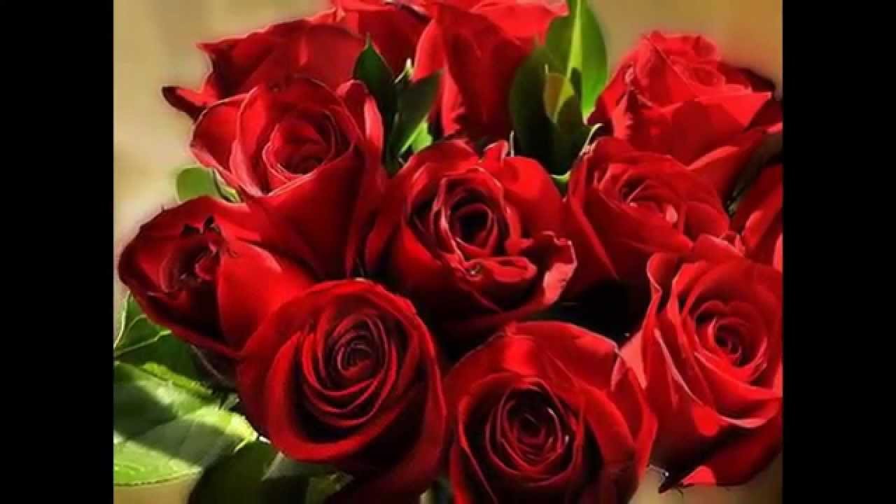 Темно алые розы а на душе. Букет красных роз. Красивые красные розы. Шикарный букет алых роз. Шикарние букет алых роз.