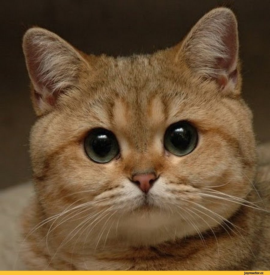 Прости нас пожалуйста