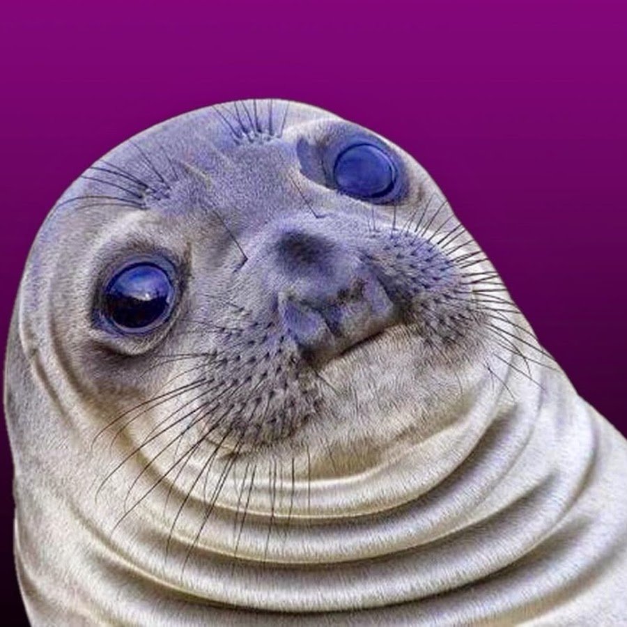 Морской котик смешной