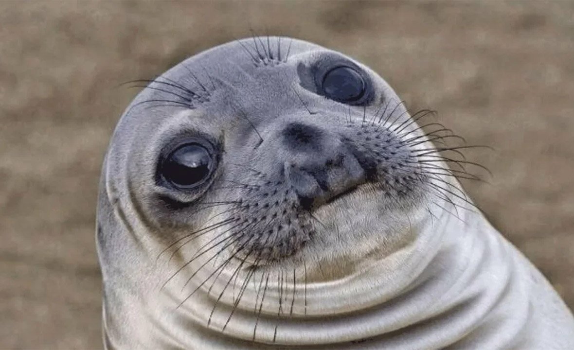 Обиженный тюлень