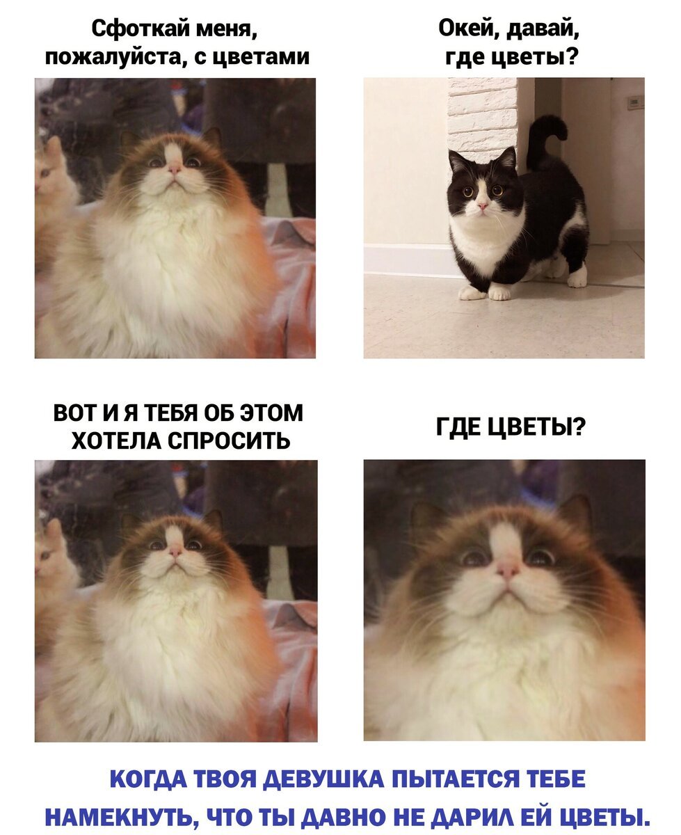 Котенок ругается