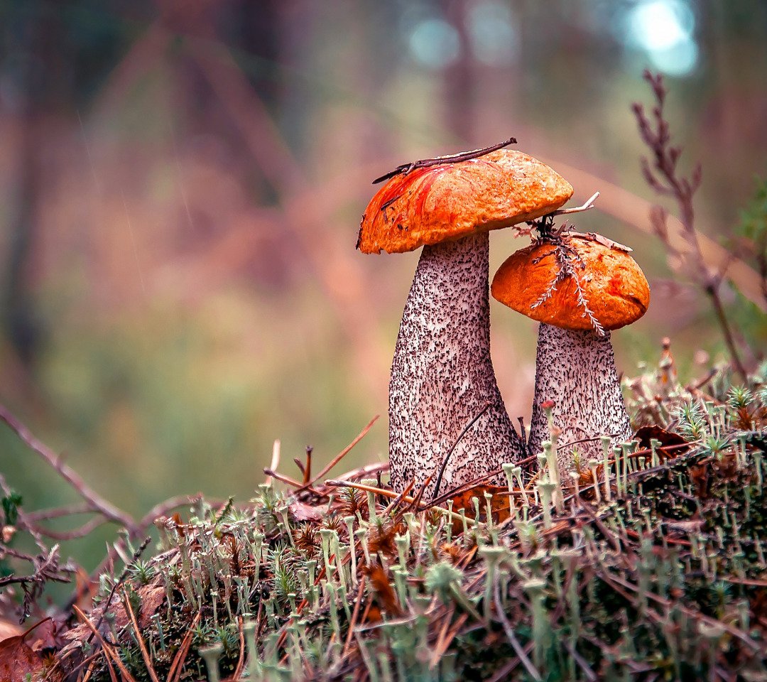 Лесной гриб подосиновик