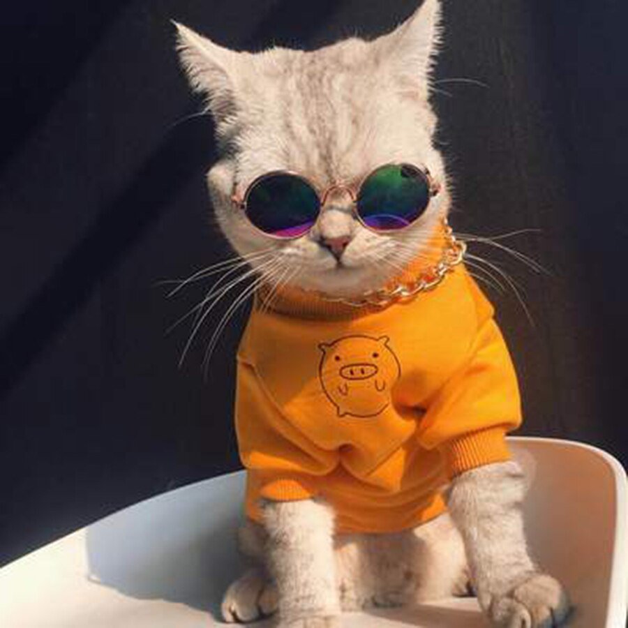 Котята в одежде