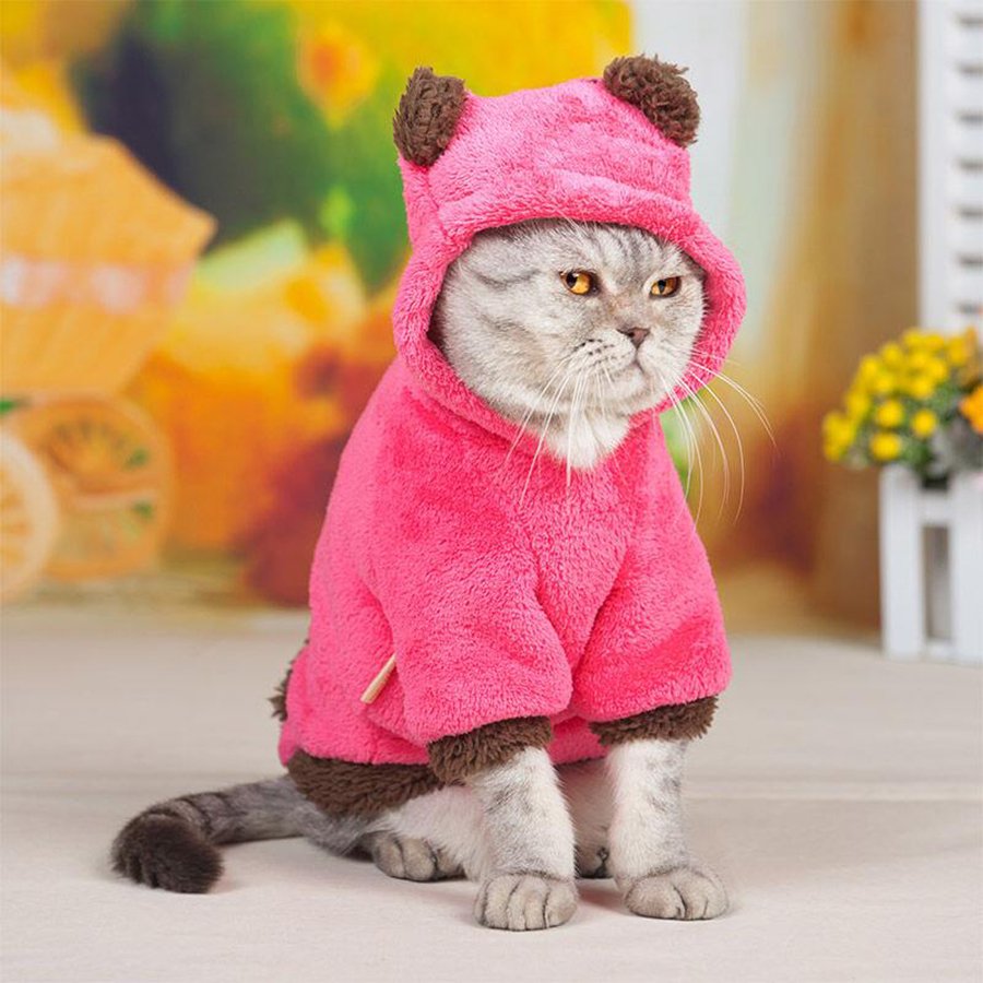 Кот в костюме