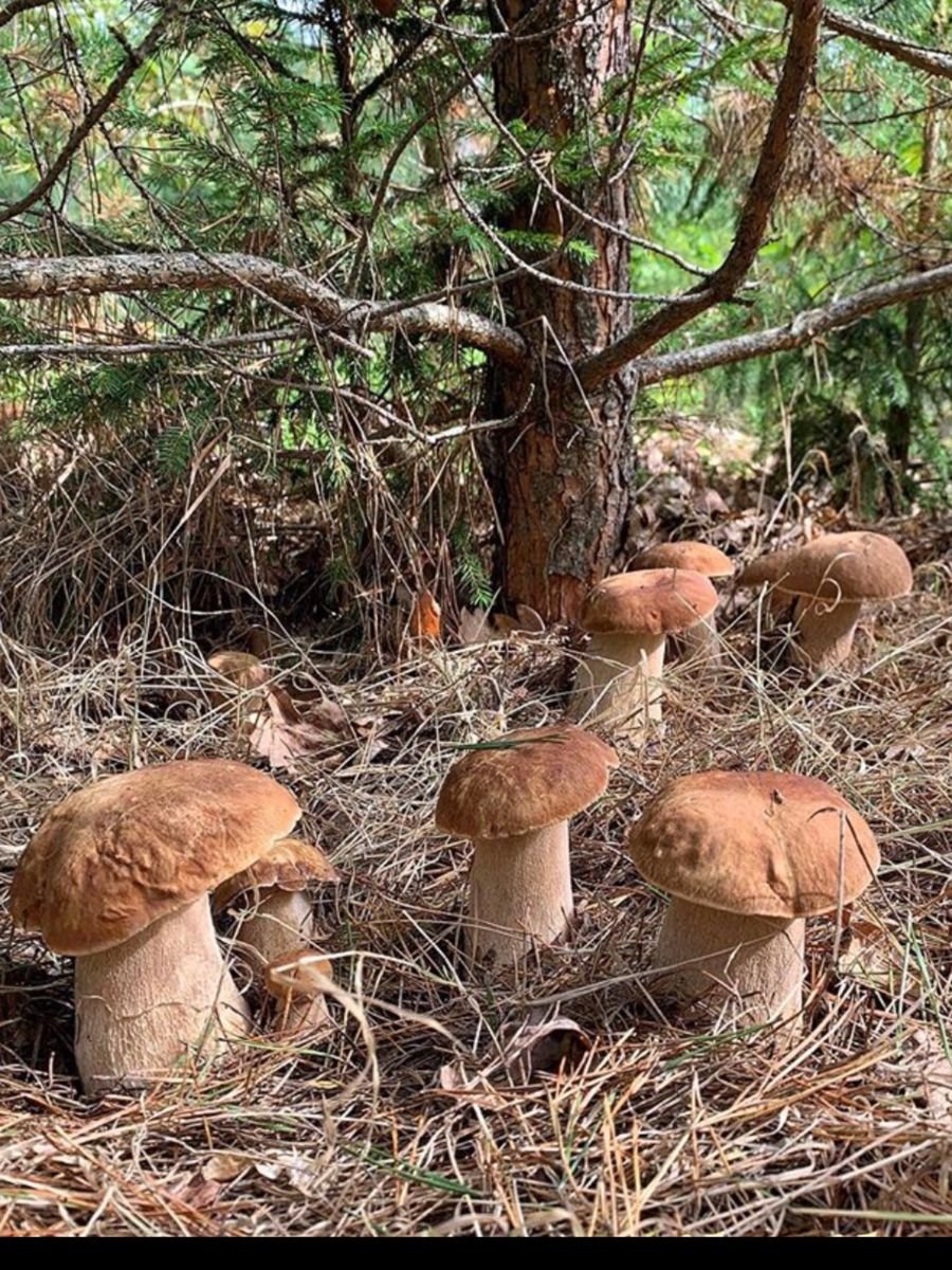 Поляна белых грибов