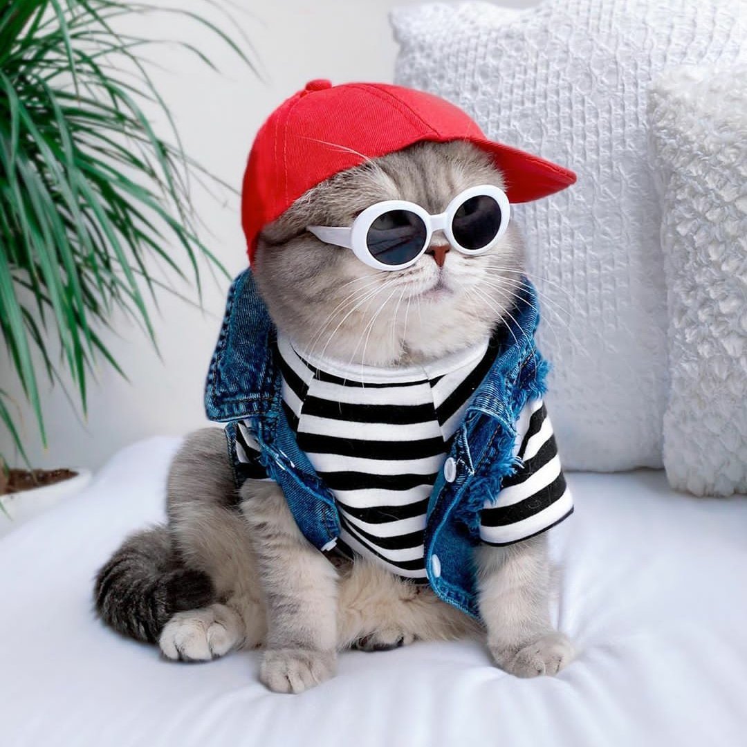 Модные котики в очках