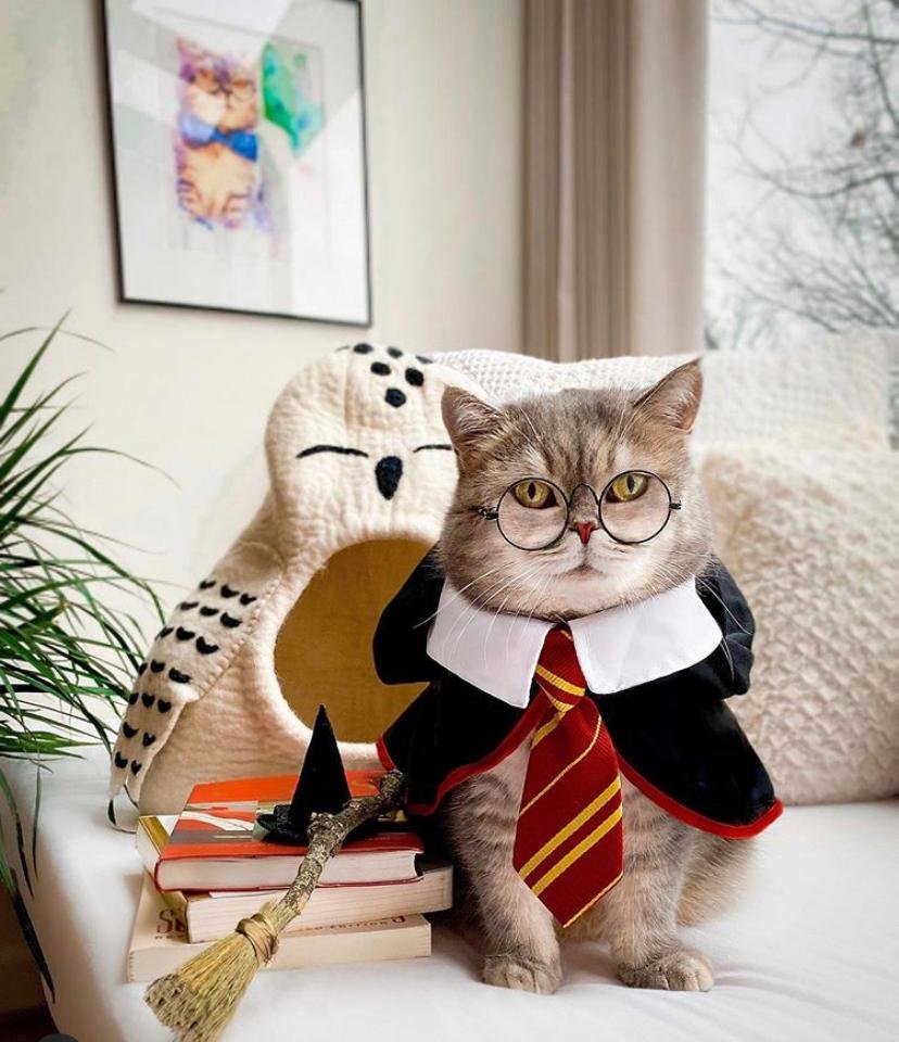 Стильная кошка