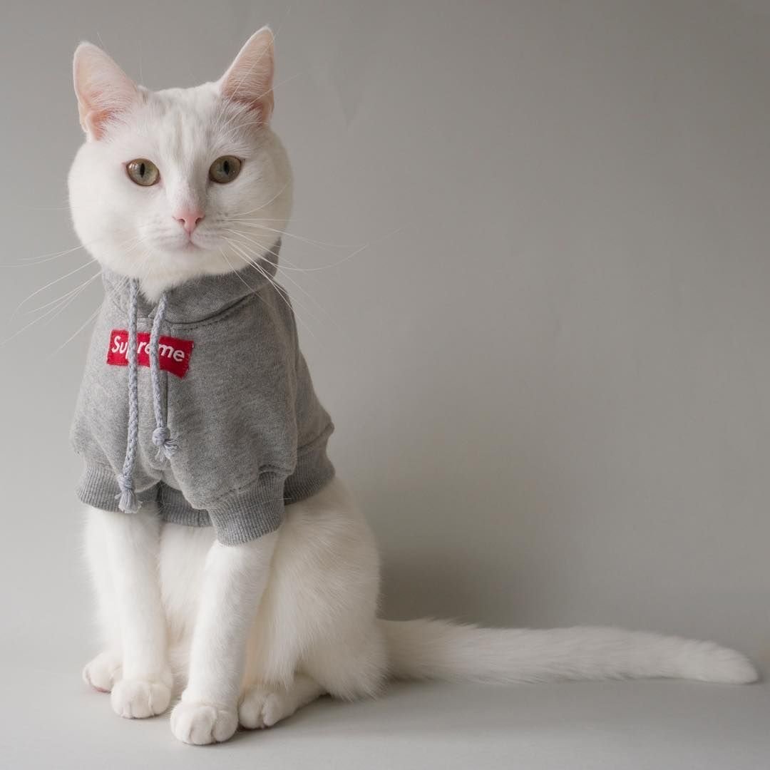 Стильные коты