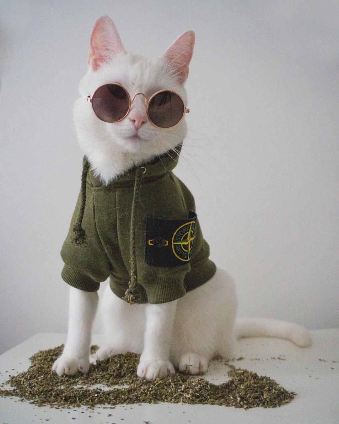 Кошка Заппа