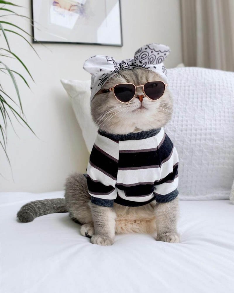 Стильные коты