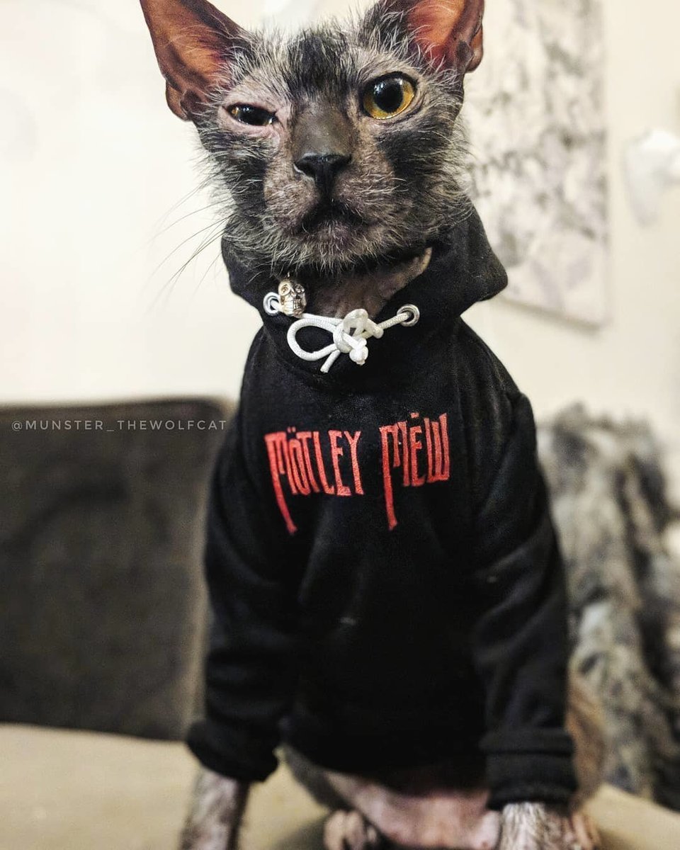 Кот в кофте